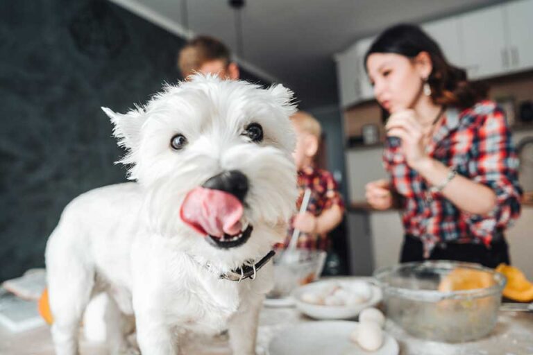 Managing Your Dog and Cat’s Insatiable Appetites: Helping Them with Their ‘Furever Tummys’