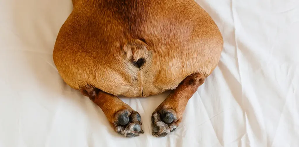 Dog butt with discomfort on bed