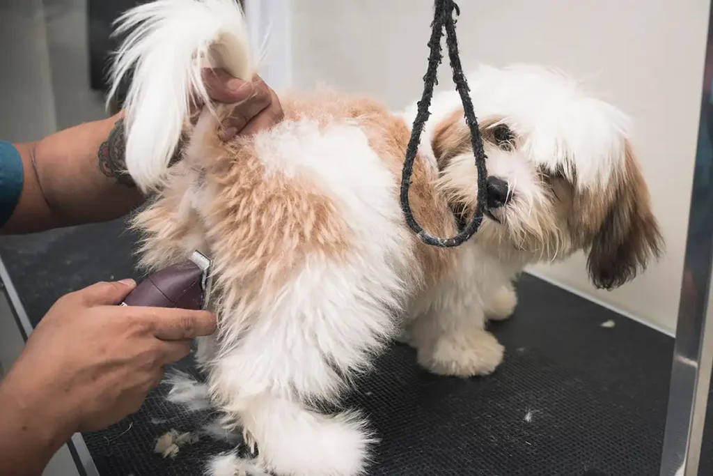 Dog Getting Butt Groomed Carefully to Avoid Skin Irritation