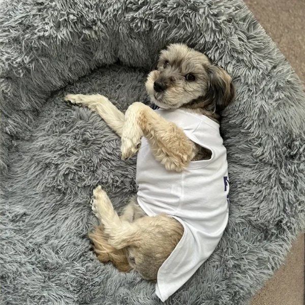 Schnoodle Lying Down with Furever Tummy Dog Pajamas