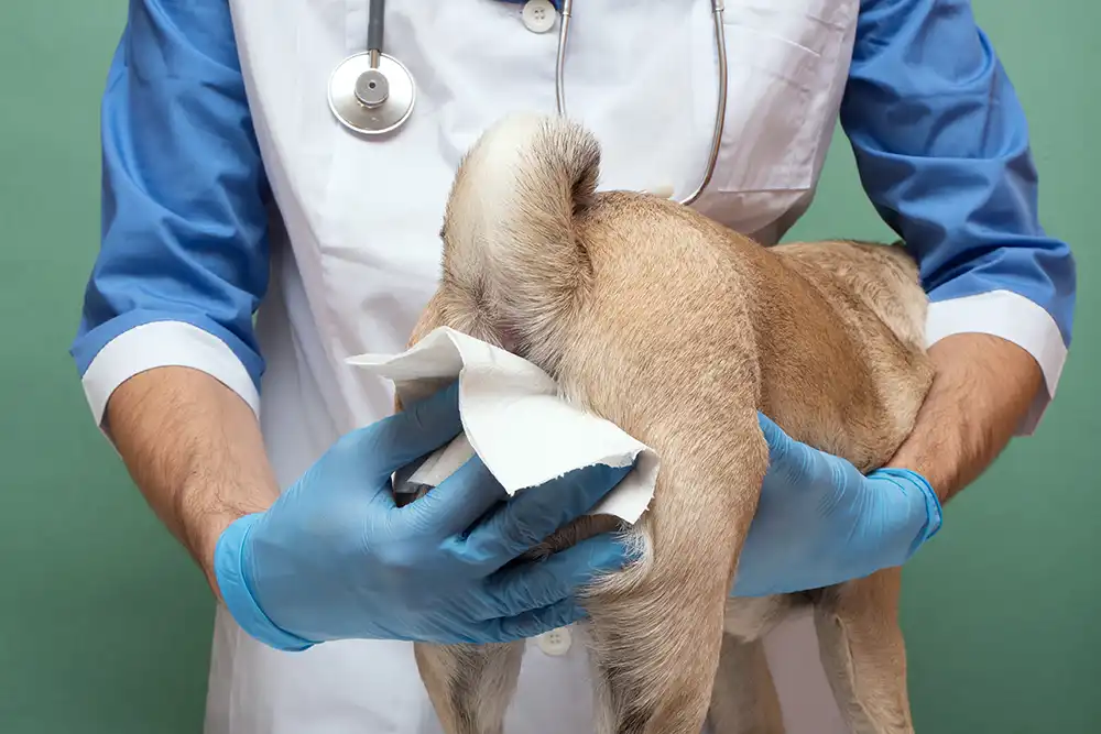 Veterinarian Applying Warm Compress and Towel to Dog Butt