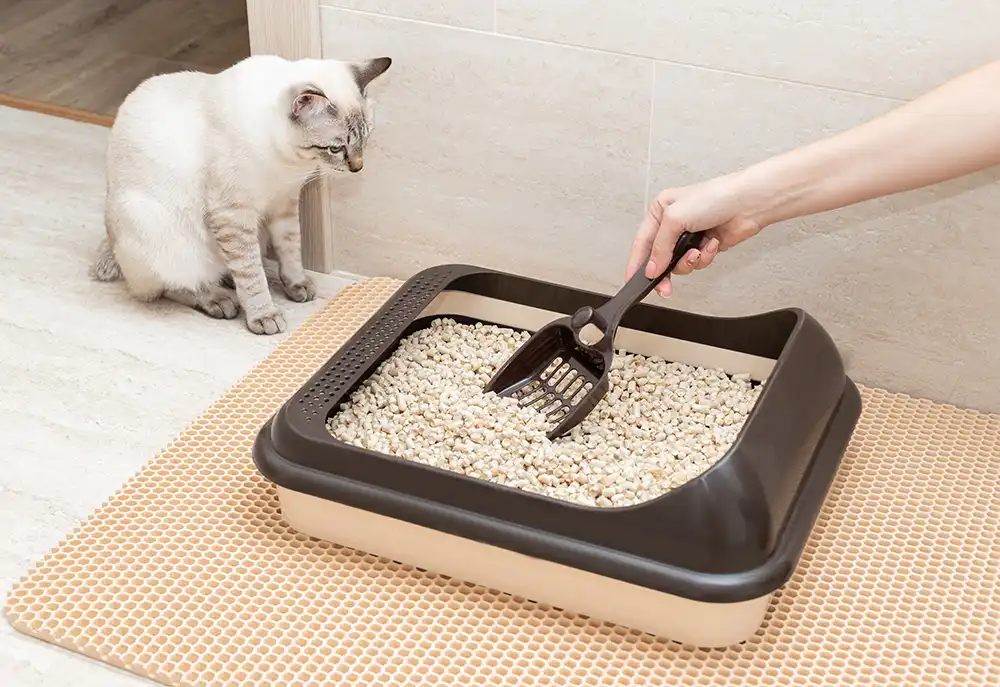 Clean Litter Box for Cat - Acclimating to Clean Environment