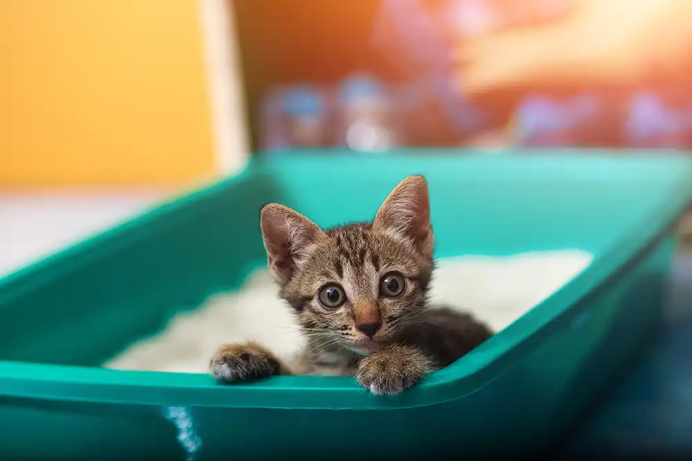 Arrival of New Kitty In Litter Box