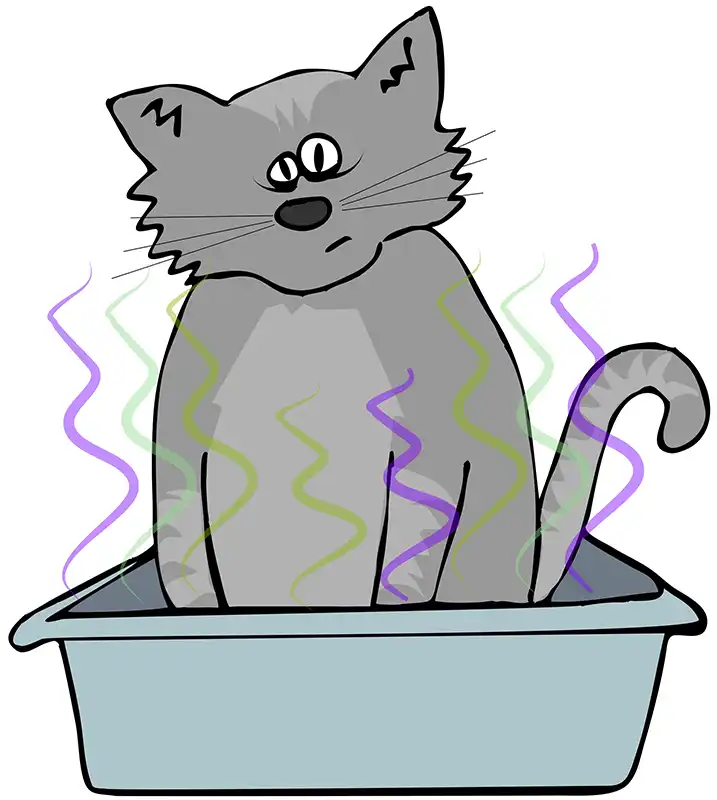 Cat Pooping Litter Box