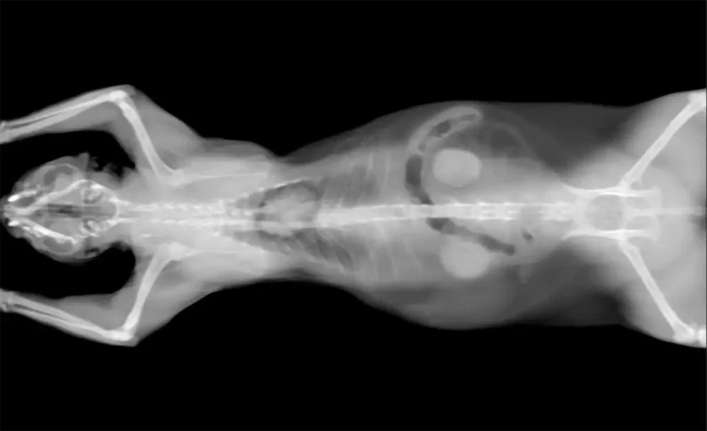 Cat Body X-ray with kidneys