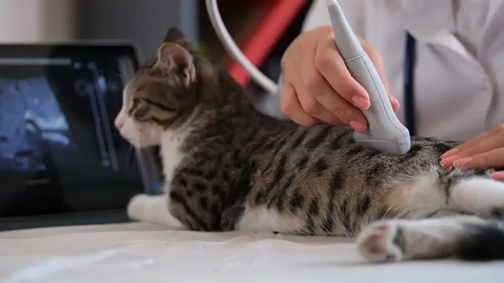 Cat Getting Ultrasound of kidneys