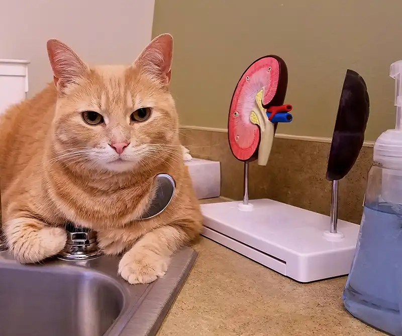 Cat Kidney Issues - Cat in Veterinary Office with Kidney Model