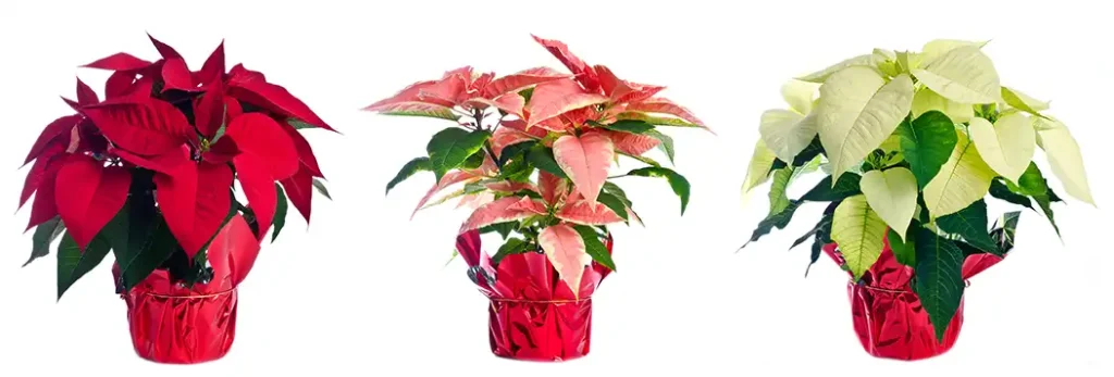 Three Types of Poinsettias Toxic for Cats